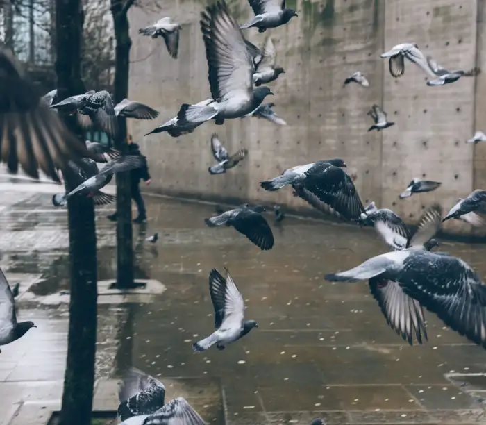 Enfermedades-de-palomas