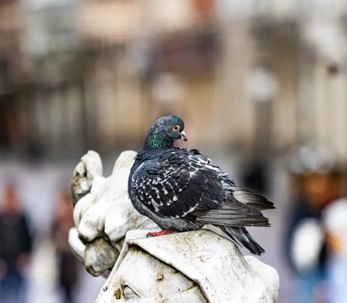 El sonido de palomas