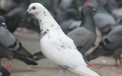 Repelente de palomas mercadona