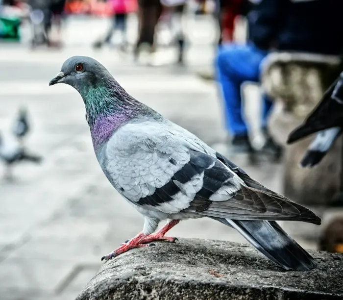 Repelente-Palomas