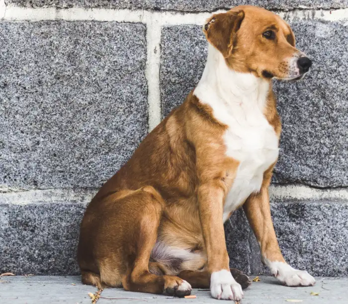 Repelente-de-perros-Repelentemax00010