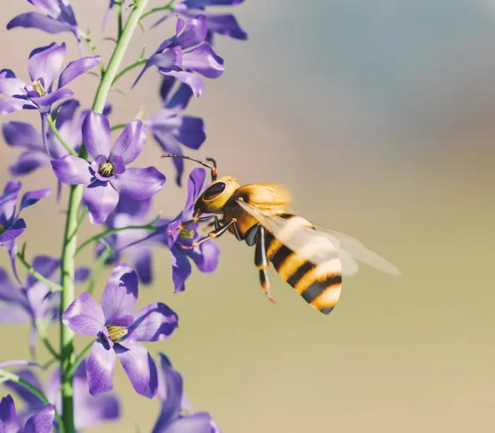 abejas