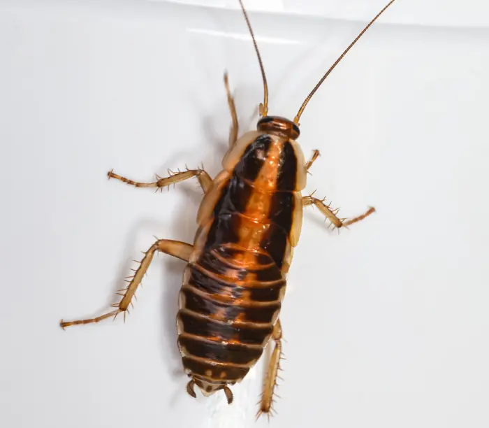 cucarachas