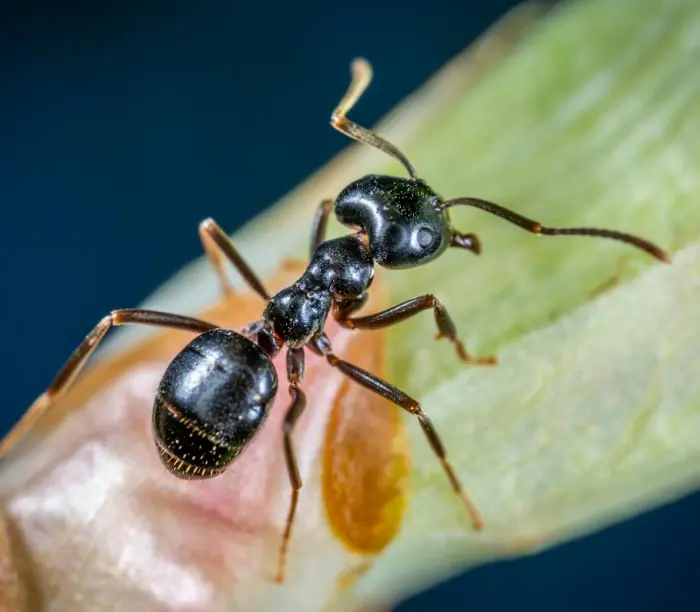 hormigas
