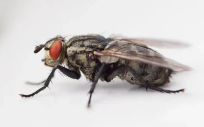 mosca