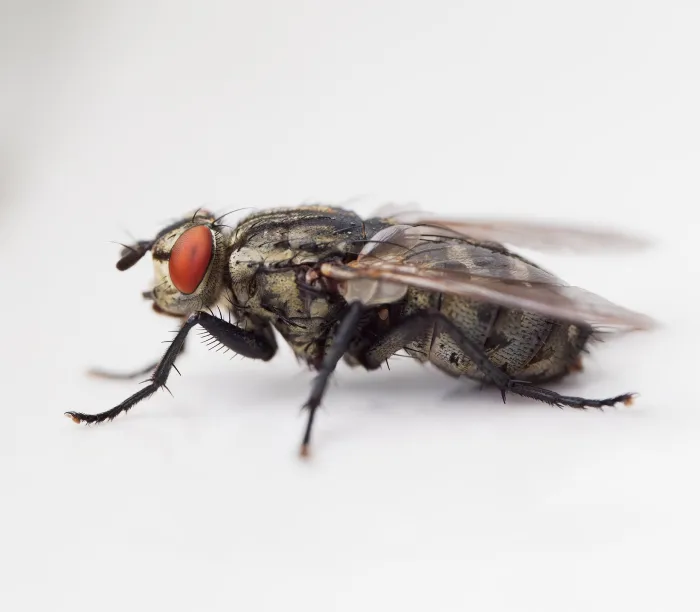 mosca