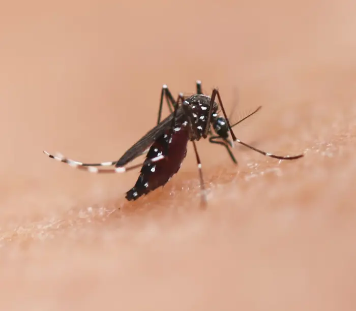 mosquito-tigres