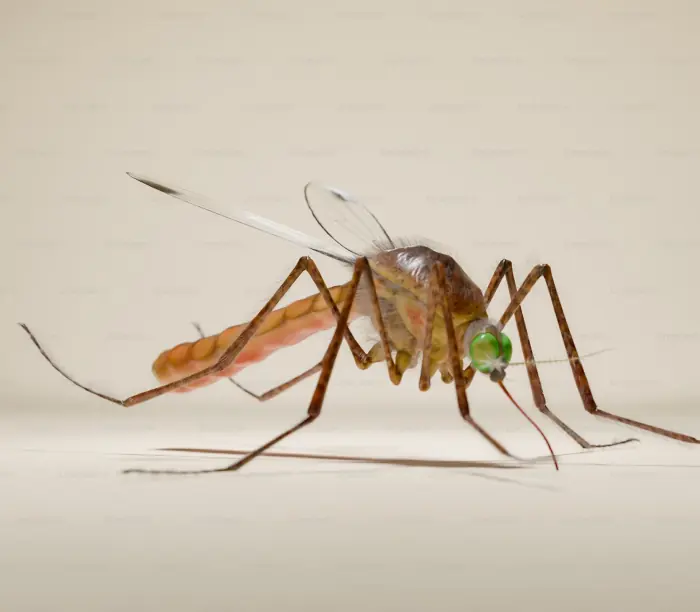 mosquitos
