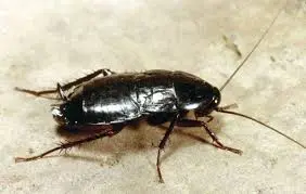 Blatta-orientalis