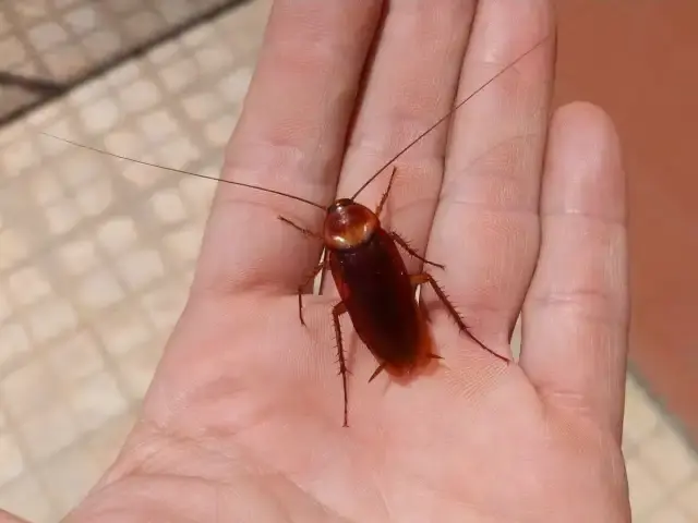 Repelentemax_Periplaneta americana