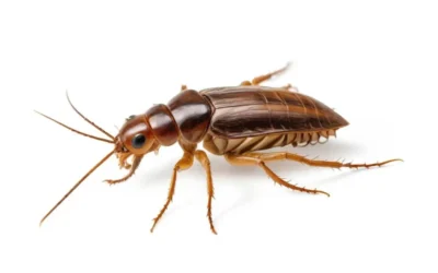 cucaracha-en-catalan