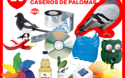 10 repelentes caseros de palomas