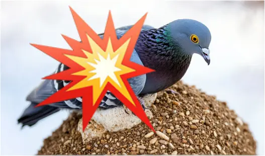 Explotar Palomas_